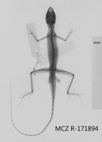 Media type: image;   Herpetology R-171894 Aspect: dorsoventral x-ray